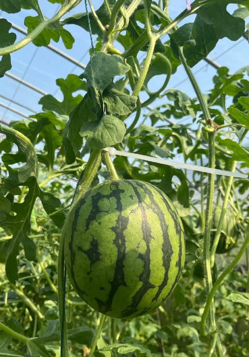 全美2KL600冰糖子小糖丸西瓜皮薄汁甜产地发货