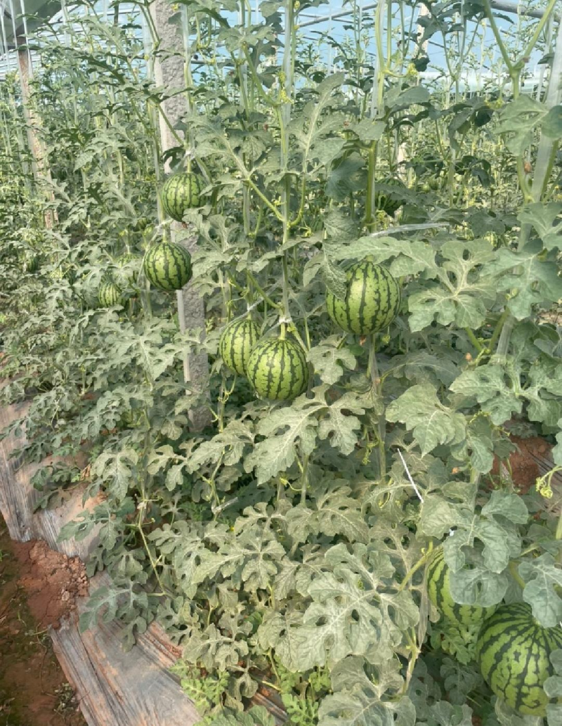 全美2KL600冰糖子小糖丸西瓜皮薄汁甜产地发货