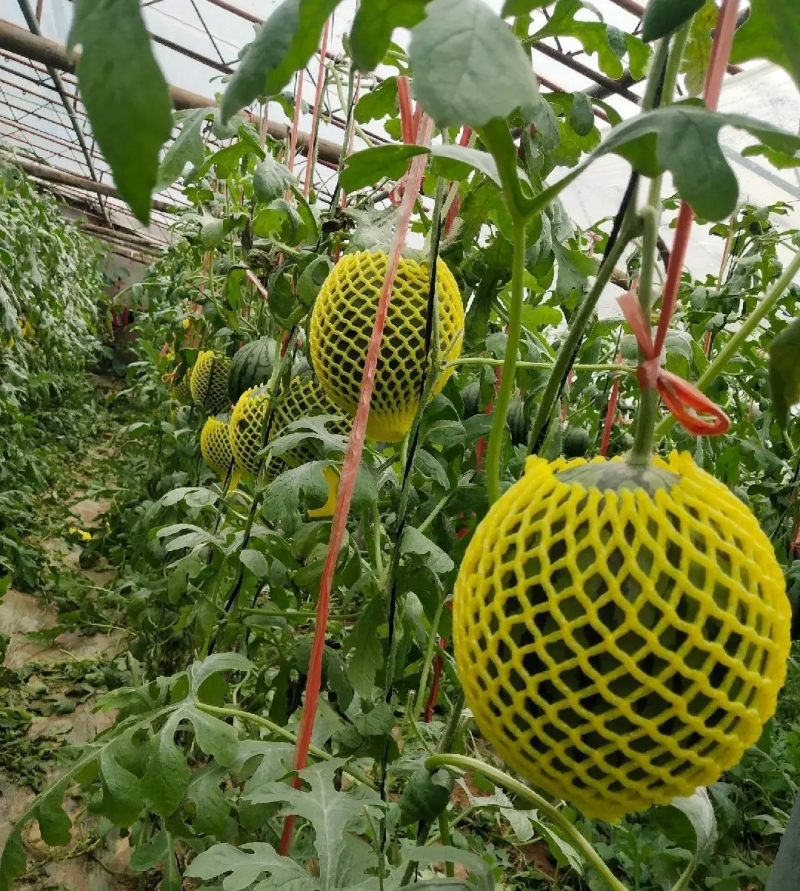 全美2KL600冰糖子小糖丸西瓜皮薄汁甜产地发货