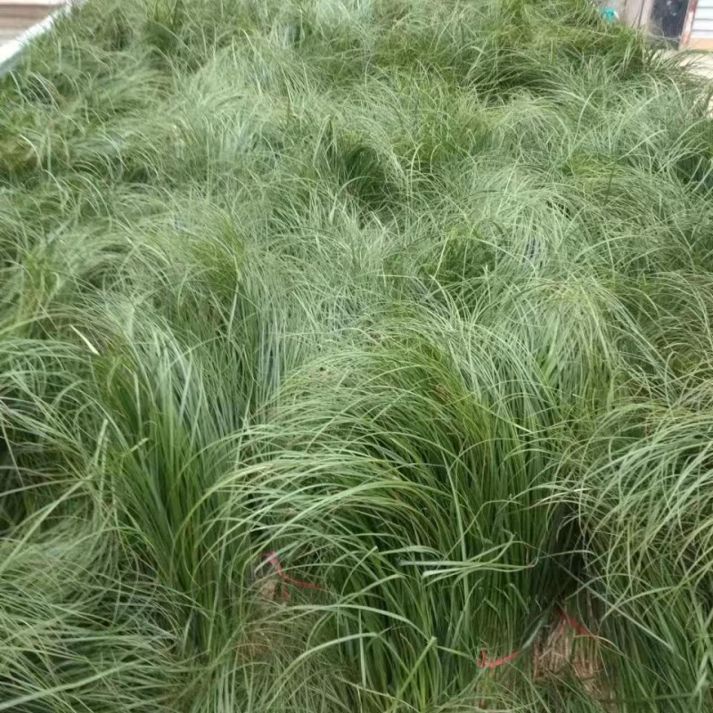 安徽亳州知母苗，大型育苗基地，大量批发中