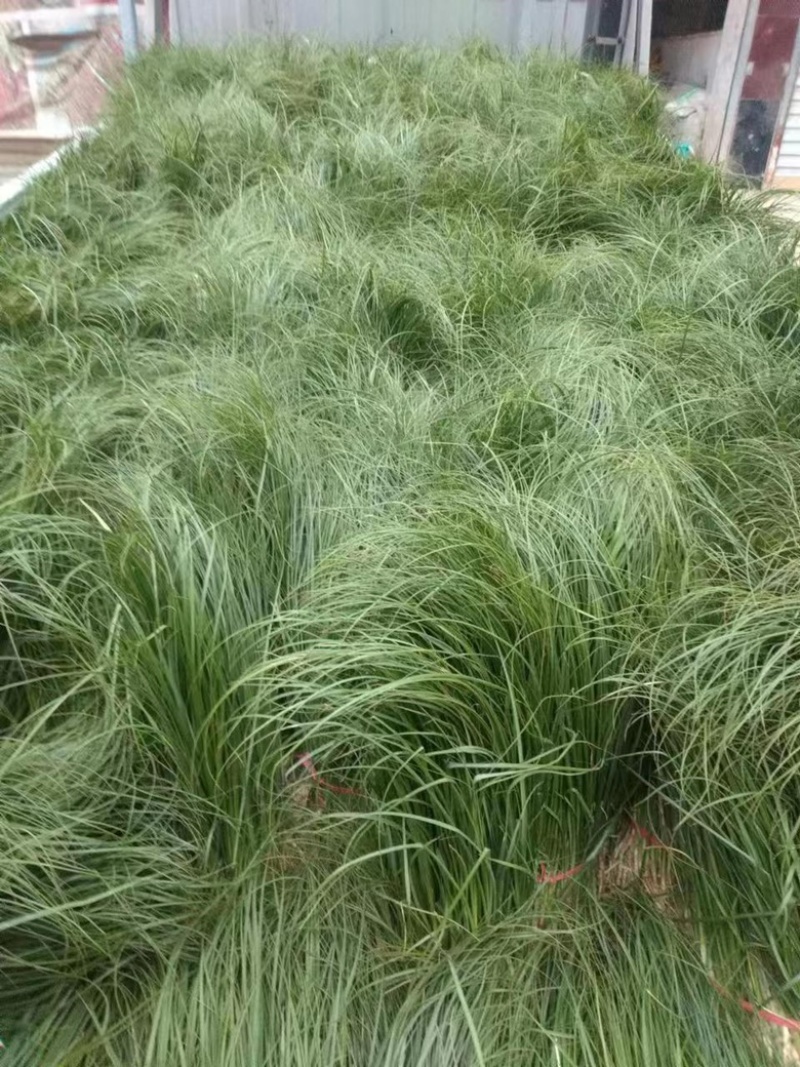 安徽亳州知母苗，大型育苗基地，大量批发中