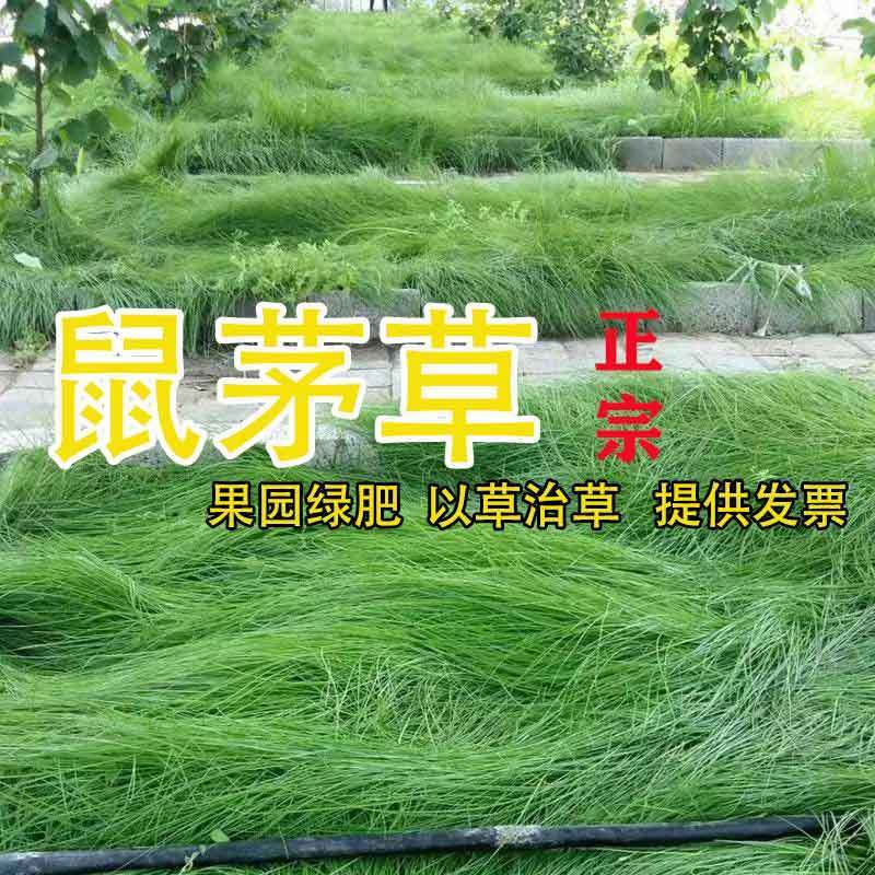 鼠茅草种鼠茅草草种鼠茅草种子鼠毛草种籽鼠毛草籽果园绿肥抗