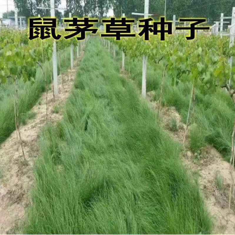 鼠茅草种鼠茅草草种鼠茅草种子鼠毛草种籽鼠毛草籽果园绿肥抗