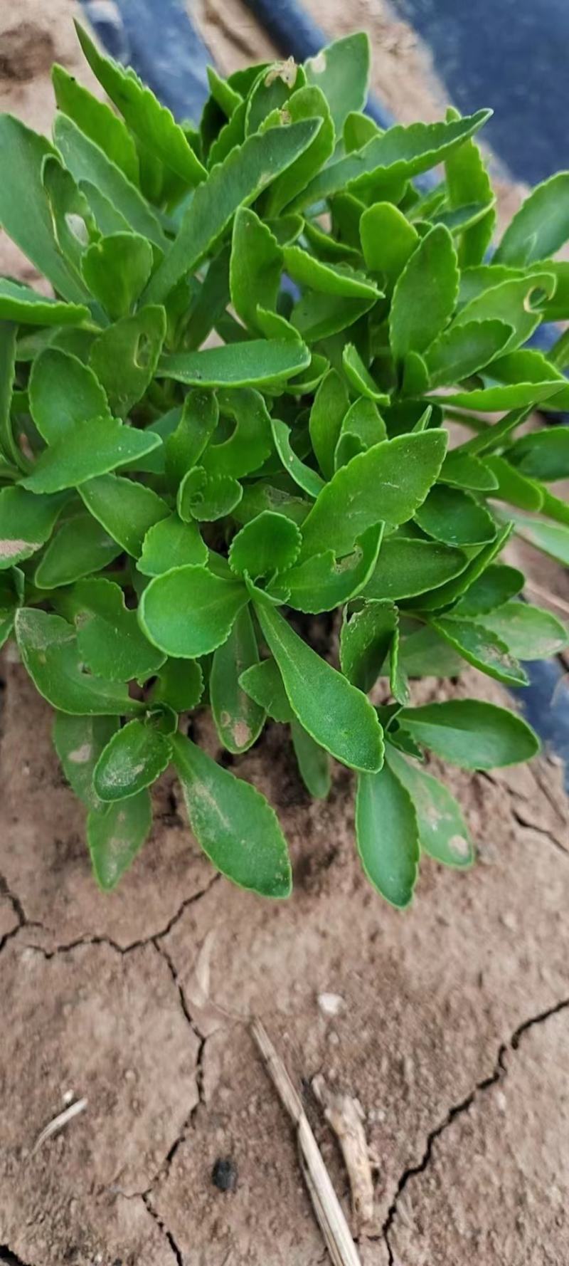 养心菜，菜苗，要的联系，八十亩地，货源充足
