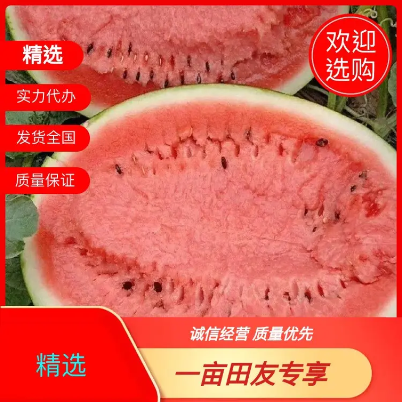 甜王西瓜随时看货支持视频看货验货，量大从优