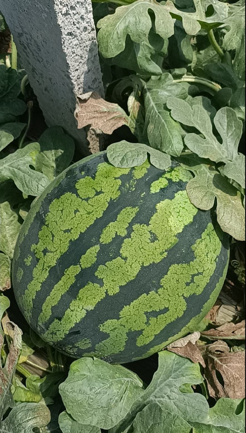 甜王西瓜随时看货支持视频看货验货，量大从优