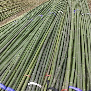 精选竹竿旗杆竹产地直销菜架豆角架西红柿架黄瓜架果蔬竹竿架