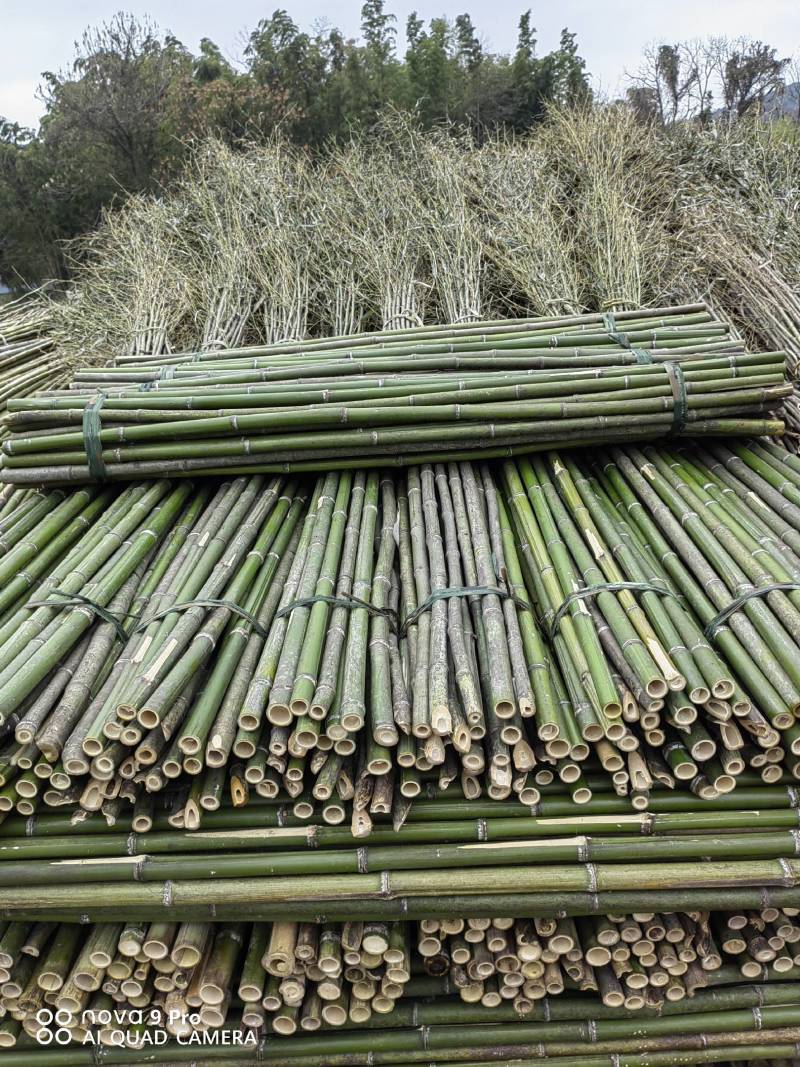 精选竹竿旗杆竹产地直销菜架豆角架西红柿架黄瓜架果蔬竹竿架