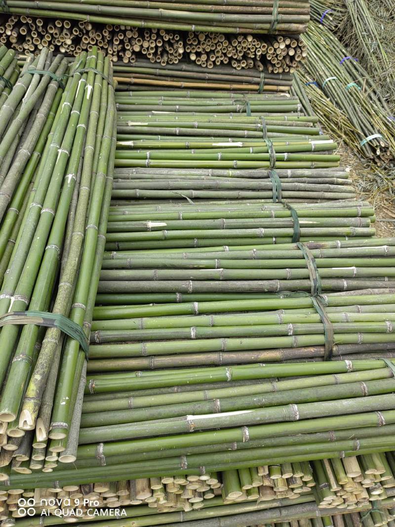 精选竹竿旗杆竹产地直销菜架豆角架西红柿架黄瓜架果蔬竹竿架