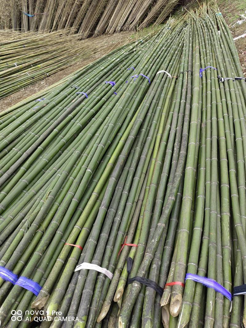 精选竹竿旗杆竹产地直销菜架豆角架西红柿架黄瓜架果蔬竹竿架