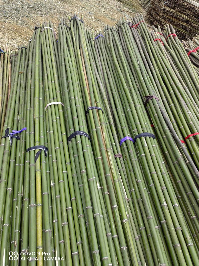 精选竹竿旗杆竹产地直销菜架豆角架西红柿架黄瓜架果蔬竹竿架