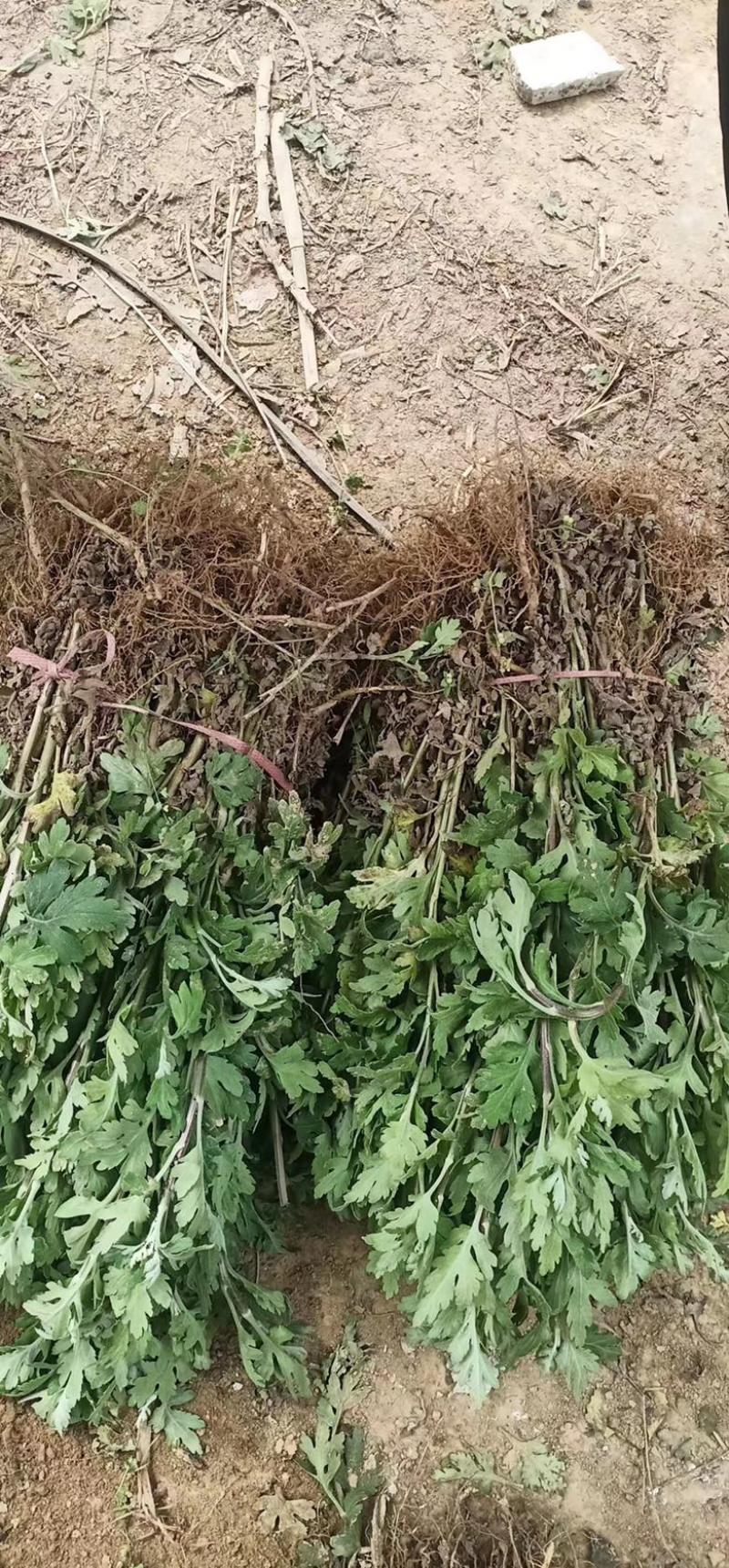 菊花苗货源充足，欢迎基地看货，量大从优，质量好