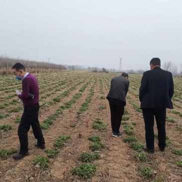 菊花苗货源充足，欢迎基地看货，量大从优，质量好