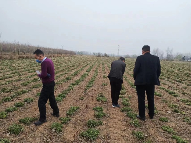 菊花苗货源充足，欢迎基地看货，量大从优，质量好