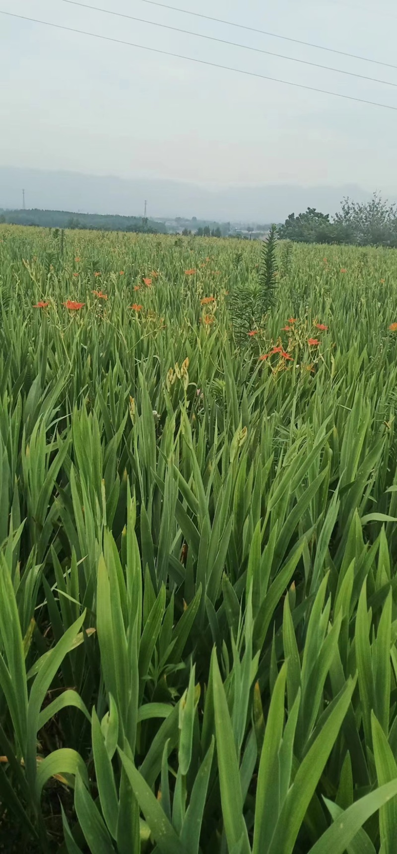 射干苗货源充足量大从优，欢迎全国各地采购商联系