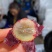 云南夏黑葡萄一件代发2/3/5斤包邮每天现摘现发