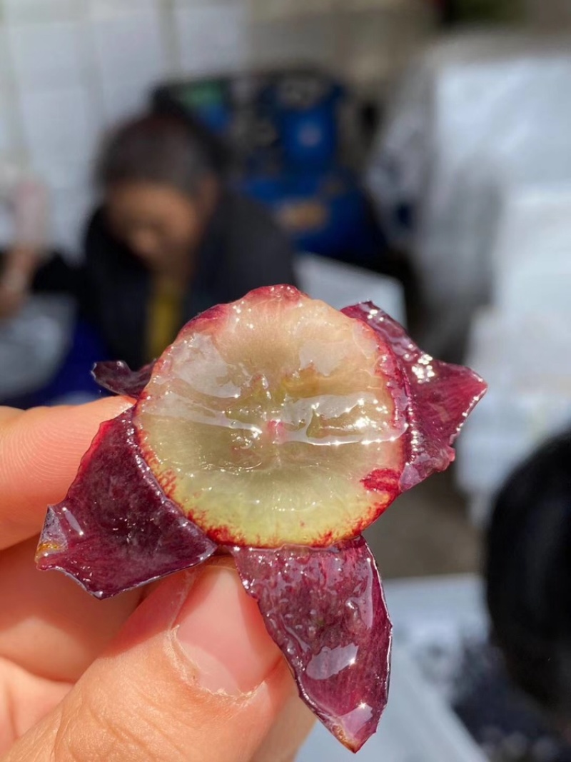 云南夏黑葡萄一件代发2/3/5斤包邮每天现摘现发