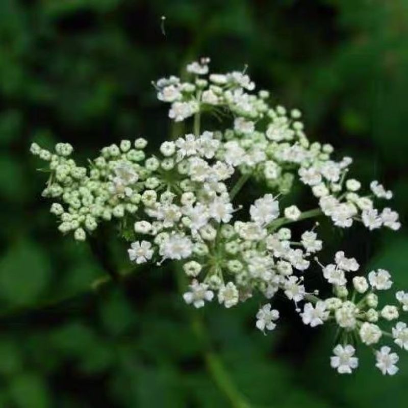 精选前胡种子野生材白花前胡种籽多年生柴胡桔梗黄芪种孑