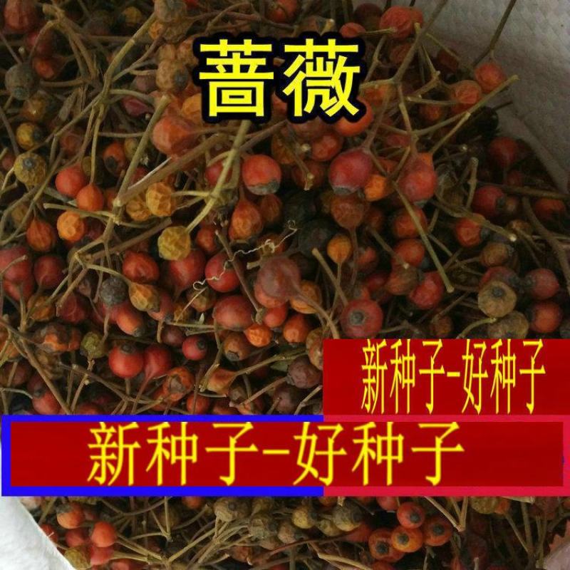 耐寒蔷薇种子日本无刺蔷薇嫁接玫瑰藤本大花月季红刺玫黄刺玫