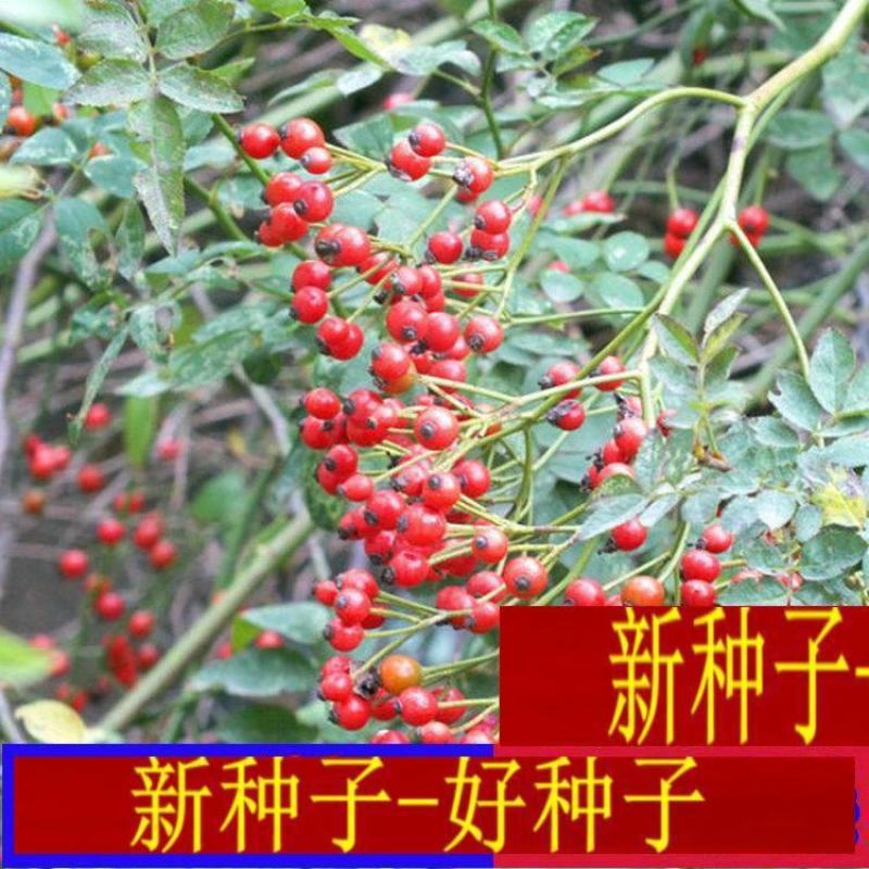 耐寒蔷薇种子日本无刺蔷薇嫁接玫瑰藤本大花月季红刺玫黄刺玫