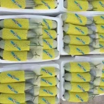 惠民博洋六一甜瓜大量上市需要的可以联系诚信经营