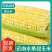 【精品】云南本地水果玉米大量供应全国走货欢迎来电