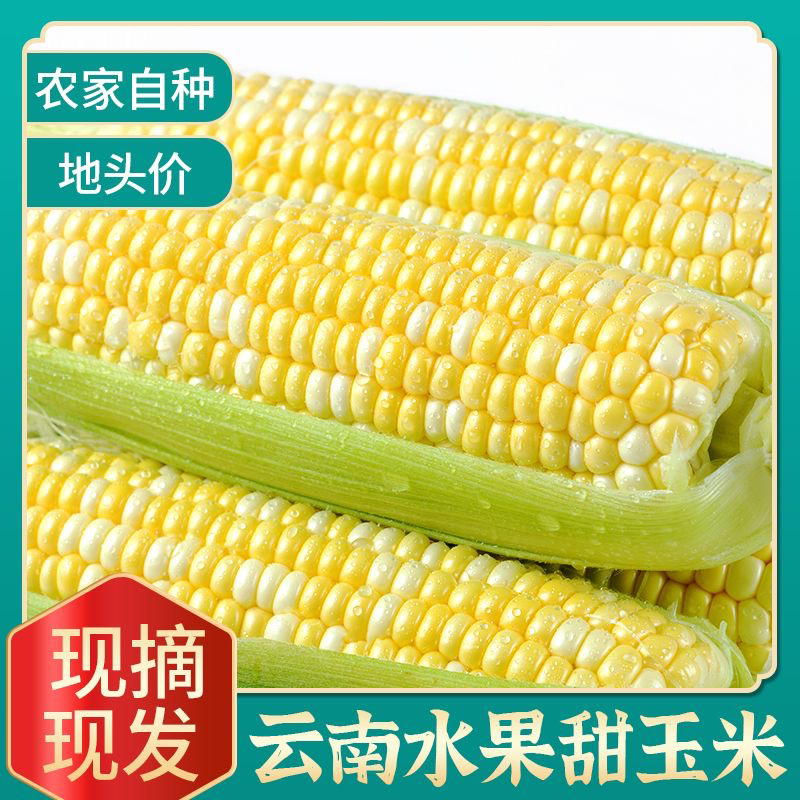 【精品】云南本地水果玉米大量供应全国走货欢迎来电