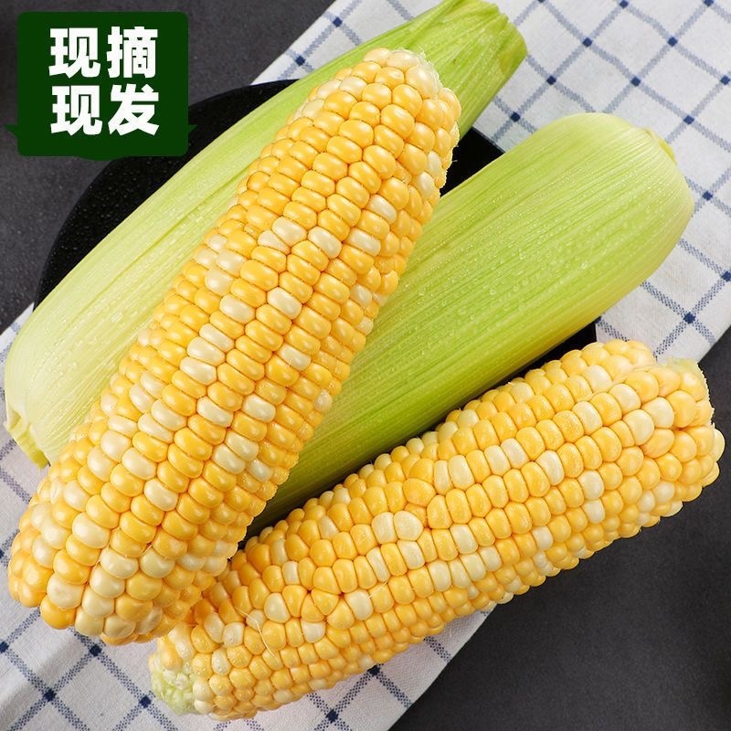 【精品】云南本地水果玉米大量供应全国走货欢迎来电