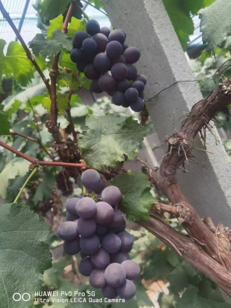 山东莱西巨峰葡萄，规格多样，货源充足，对接各地市场，电联