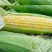 【热卖推荐】云南水果玉米品质保障量大优惠欢迎实地考察