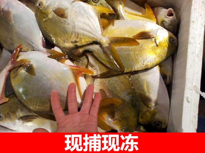 批发价包邮海鲜，海金鲳鱼，20斤/件包邮！