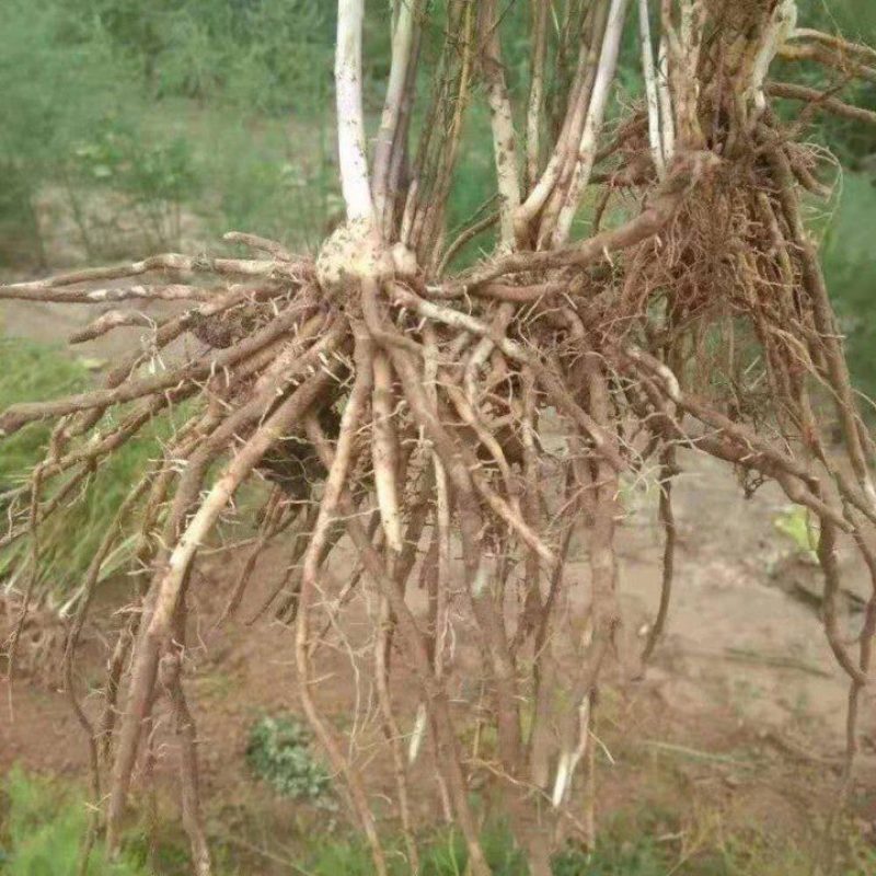 芦笋苗两年大苗根粗苗壮抗病性强成活高丰产稳产适宜四季栽培