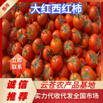 精品电商大红西红柿中小果大红番茄石头果小果