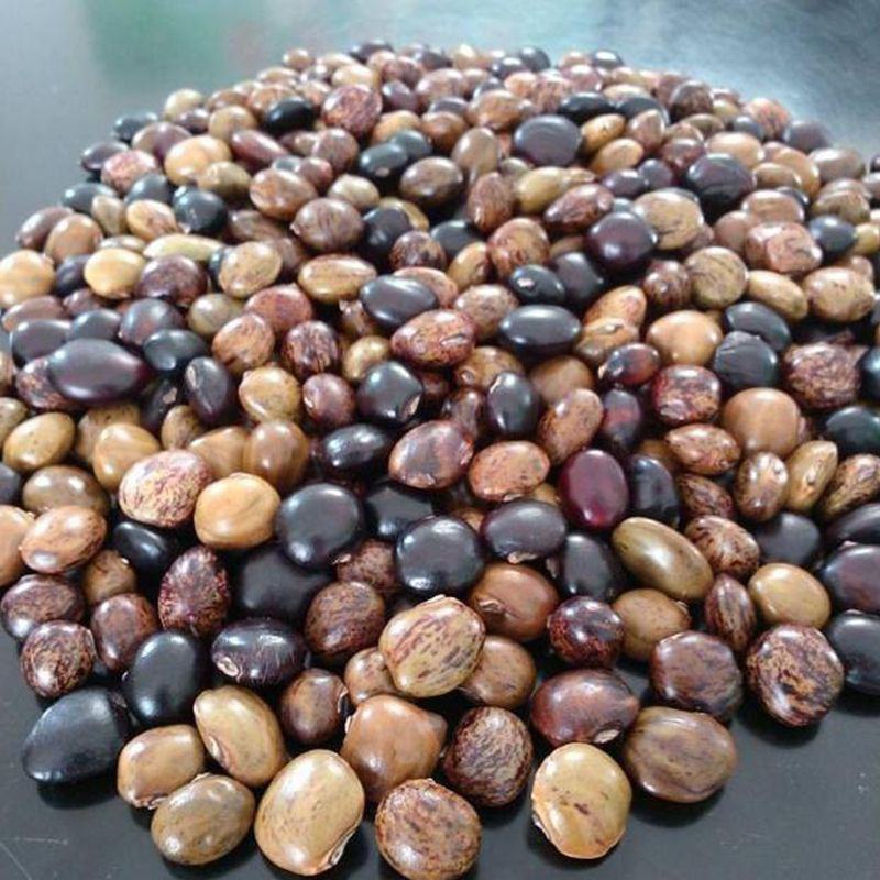 野生牛大力种子大力薯小叶细叶中叶大叶牛大力种籽