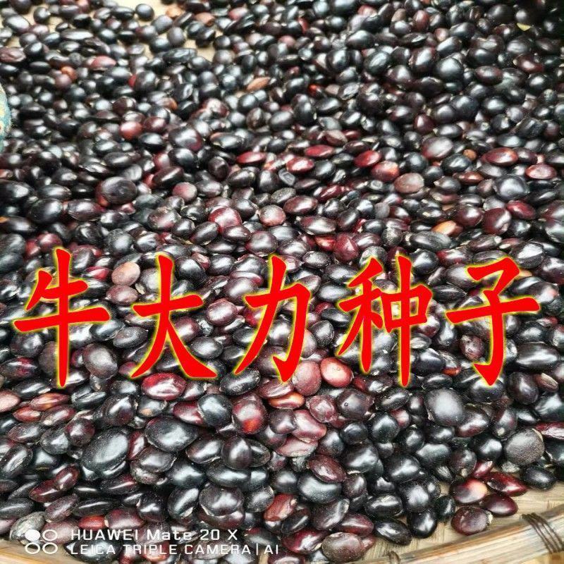 野生牛大力种子大力薯小叶细叶中叶大叶牛大力种籽