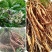 野生牛大力种子大力薯小叶细叶中叶大叶牛大力种籽