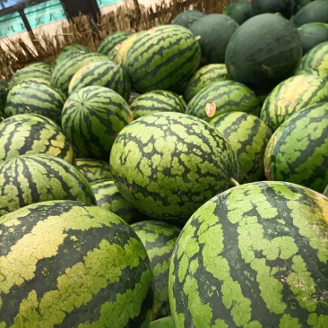 实力供货，陕西甜王大量上市，需要的联系