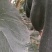 吊冬瓜产地一首货源大量供应规格15斤起5月5～15日上市