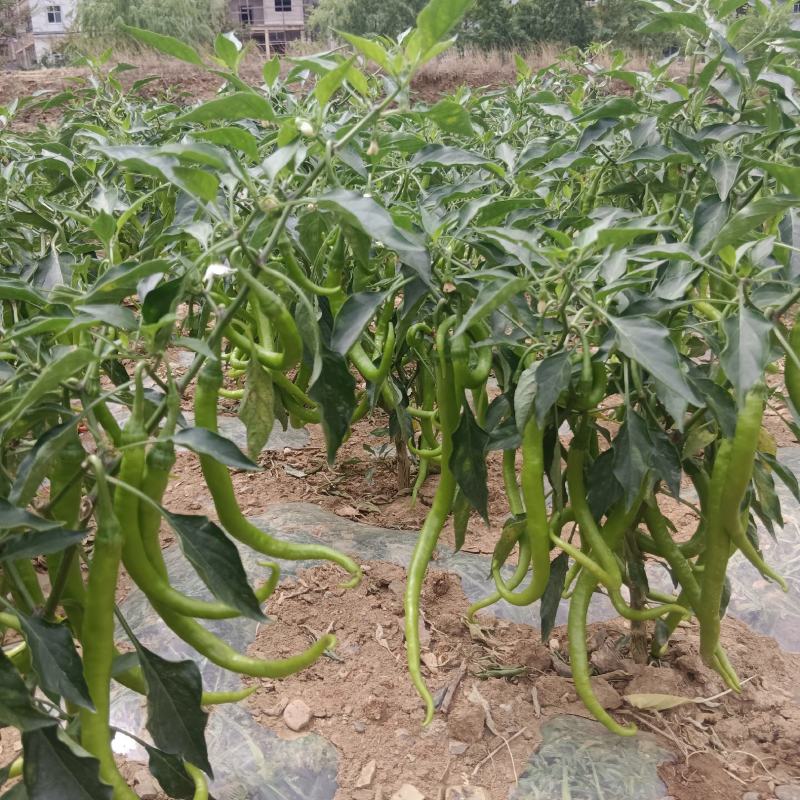 大量软皮青线椒上市，欢迎咨询