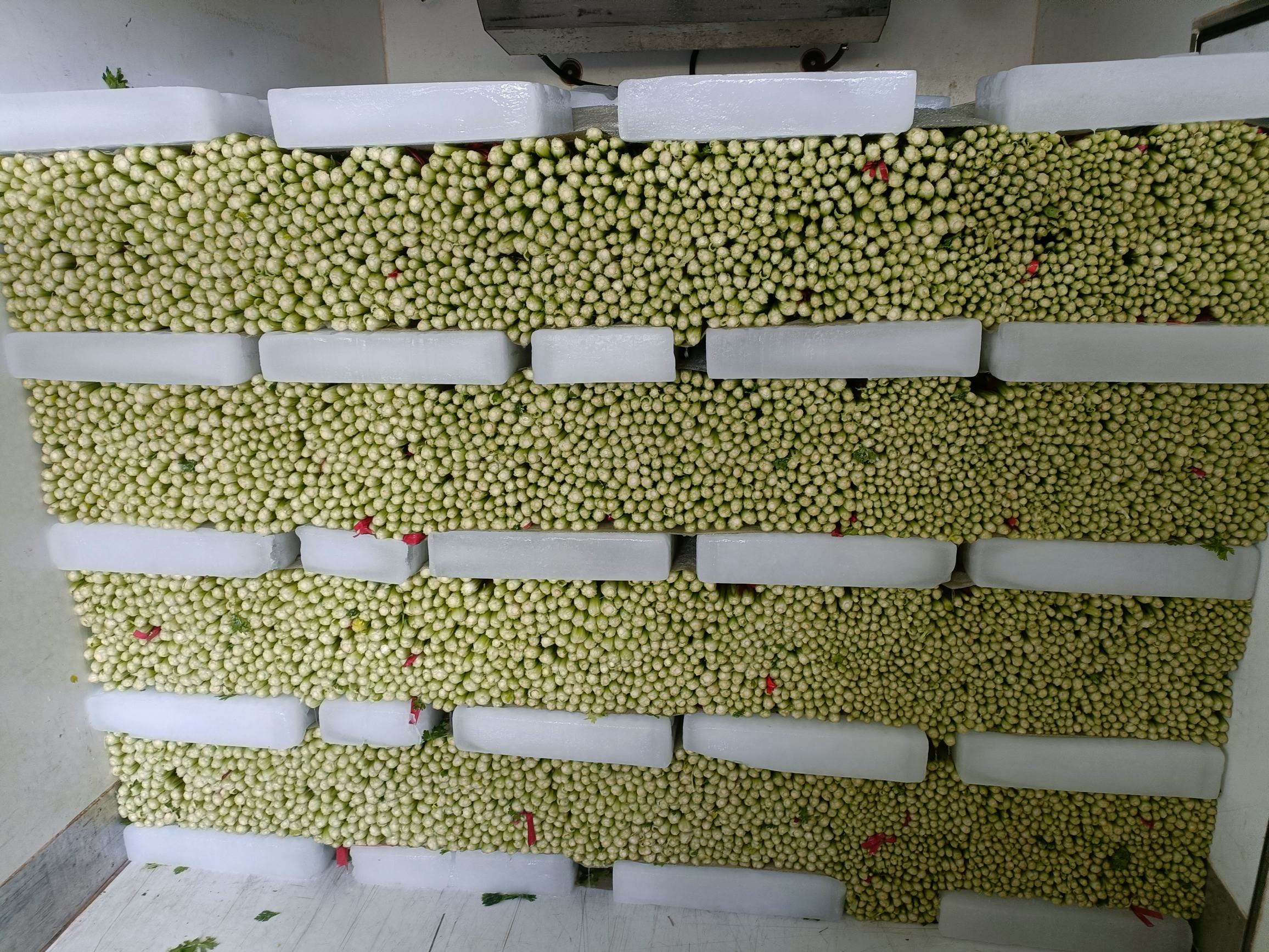 哺乳期妈妈在厨房挑选芹菜