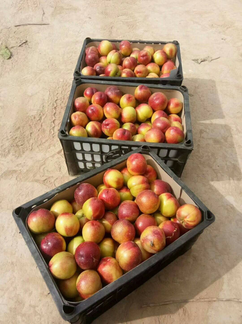 【油桃】精品油桃黄心脆甜现摘现发坏果包赔欢迎选购
