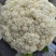 精品松花菜开封通许有机花菜大量供应对接商超批发