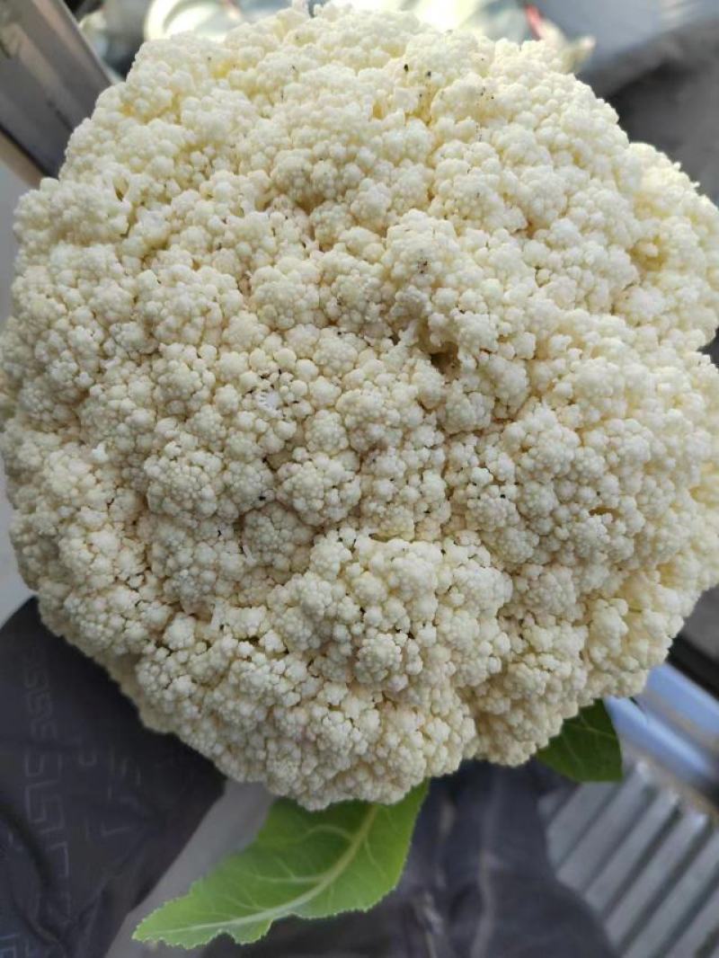 精品松花菜开封通许有机花菜大量供应对接商超批发