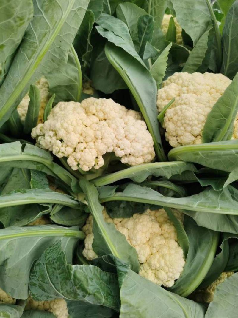 精品松花菜开封通许有机花菜大量供应对接商超批发