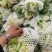 精品松花菜开封通许有机花菜大量供应对接商超批发