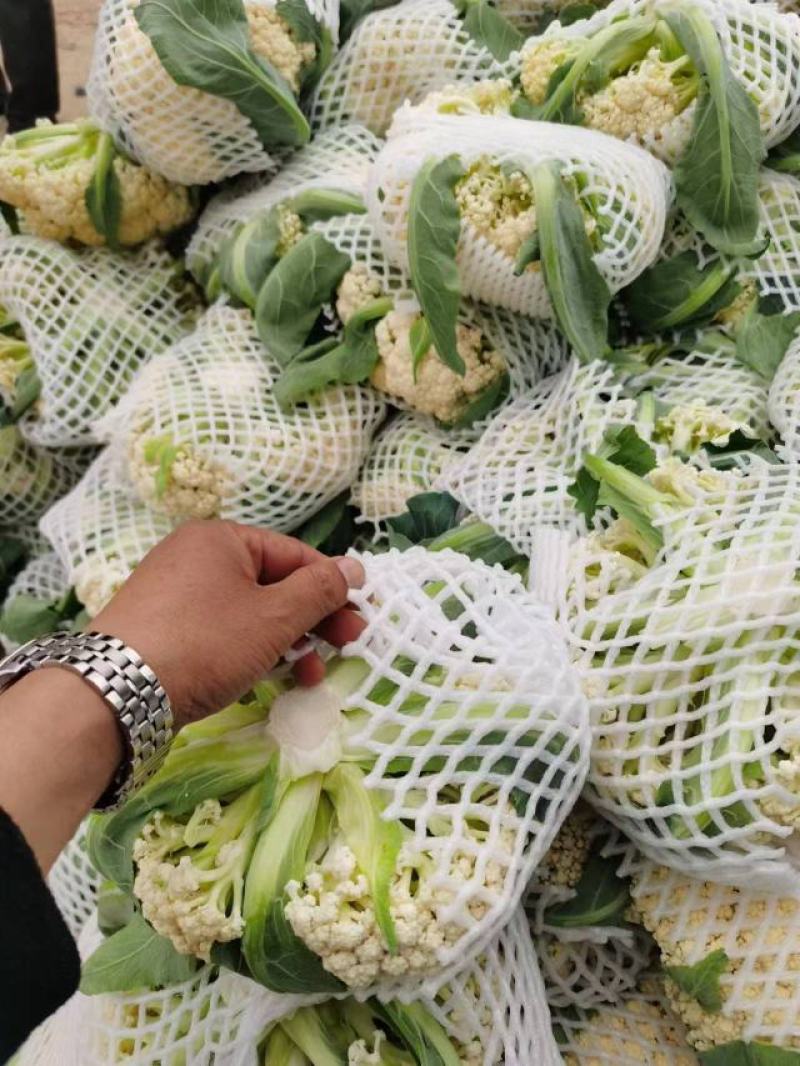 精品松花菜开封通许有机花菜大量供应对接商超批发