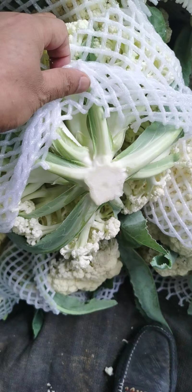 精品松花菜开封通许有机花菜大量供应对接商超批发