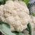 精品松花菜开封通许有机花菜大量供应对接商超批发