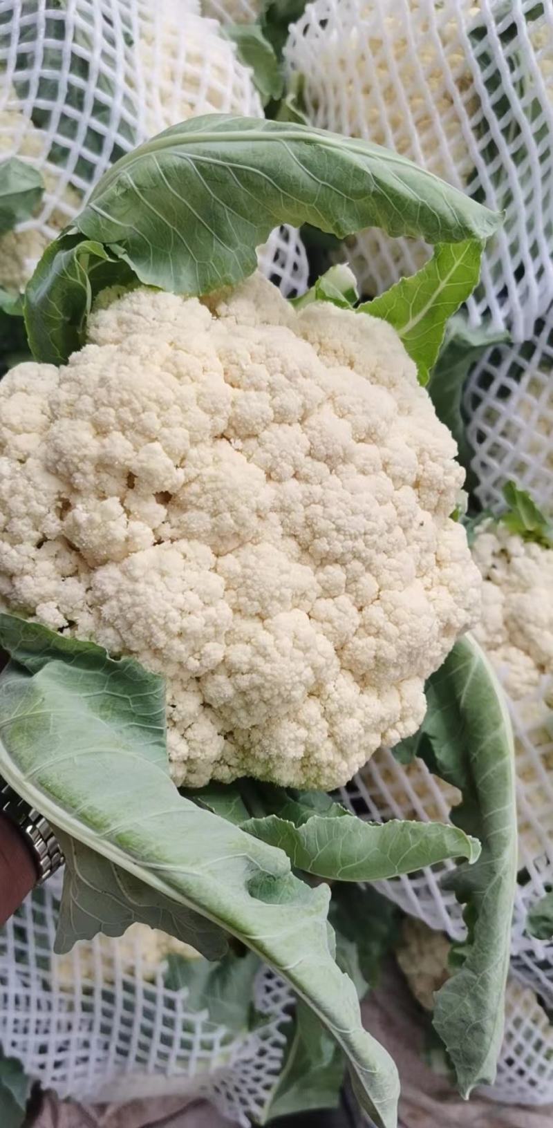 精品松花菜开封通许有机花菜大量供应对接商超批发