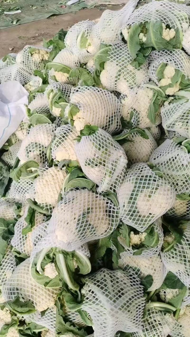 精品松花菜开封通许有机花菜大量供应对接商超批发